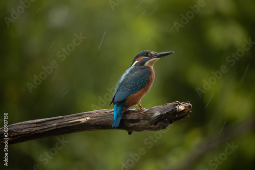 kingfisher on the branch in the rain