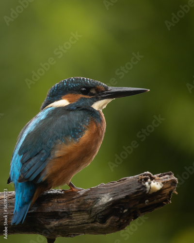 Close up of a kingfisher (Alcedo atthis) on a branch in the rain 
