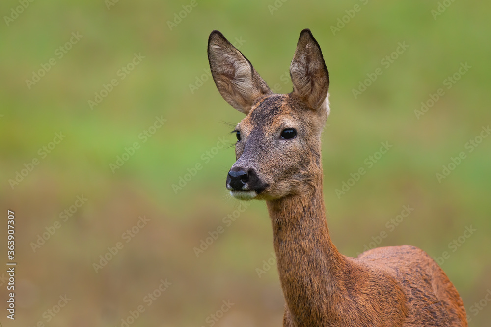 Roe deer doe standing on meadow in nature from close up. Calm animal female observing on grassland with blurred background. Wild mammal staring on field. Roe deer doe standing on meadow in nature from close up. Calm animal female observing on grassland with blurred background. Wild mammal staring on field.