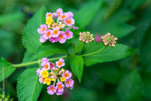 pink, red and yellow flowers in the garden