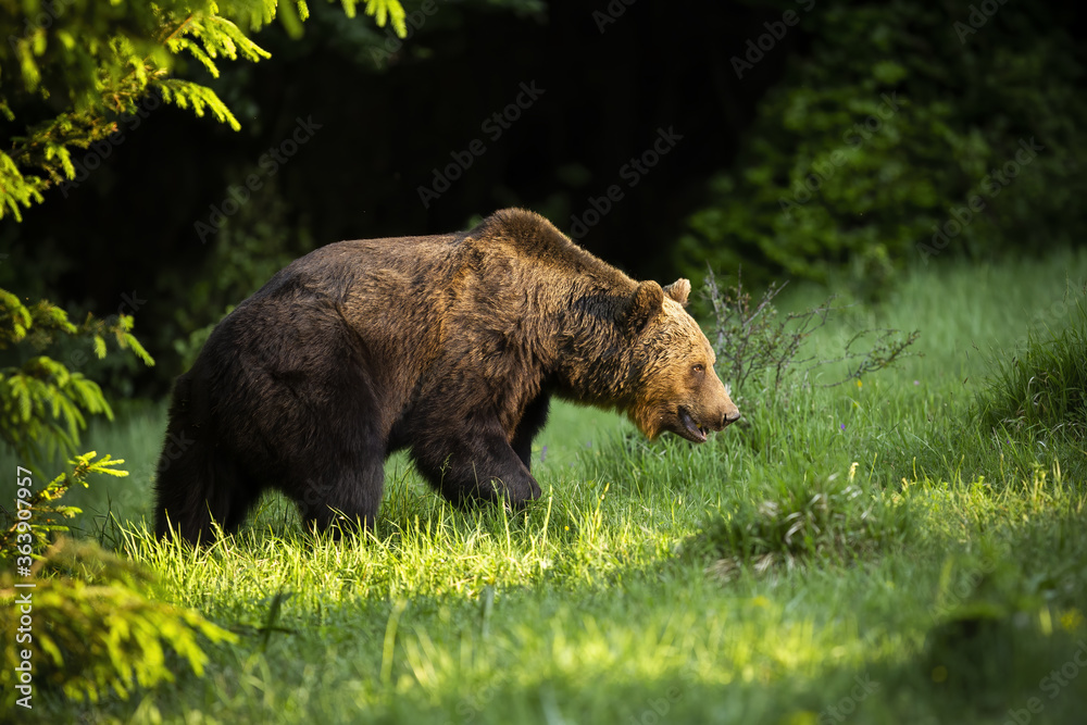 Majestic brown bear, ursus arctos, walking on meadow in summer nature. Magnificent mammal standing in forest with blurred background. Wild animal looking to the grass.