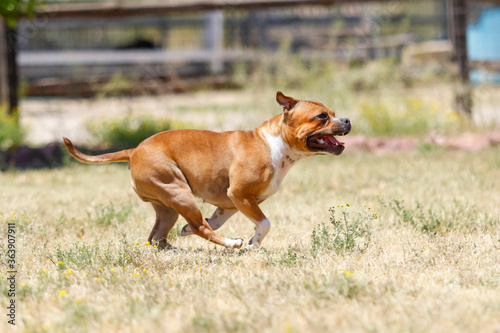 Staffordshire terrier running in the grass © feeferlump