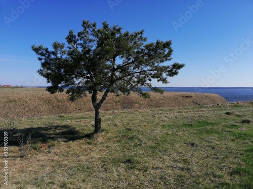May 5, 2020, Tatarstan: a lonely tree stands on a slope, a river is visible near