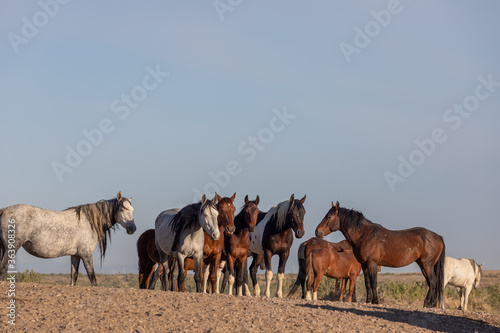 Beautiful Wild Horses in the Utah Desert © natureguy