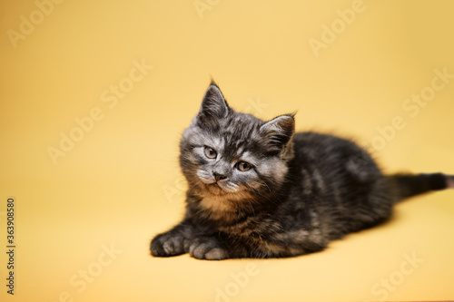 Adorable scottish black tabby kitten on yellow background. © luengo_ua