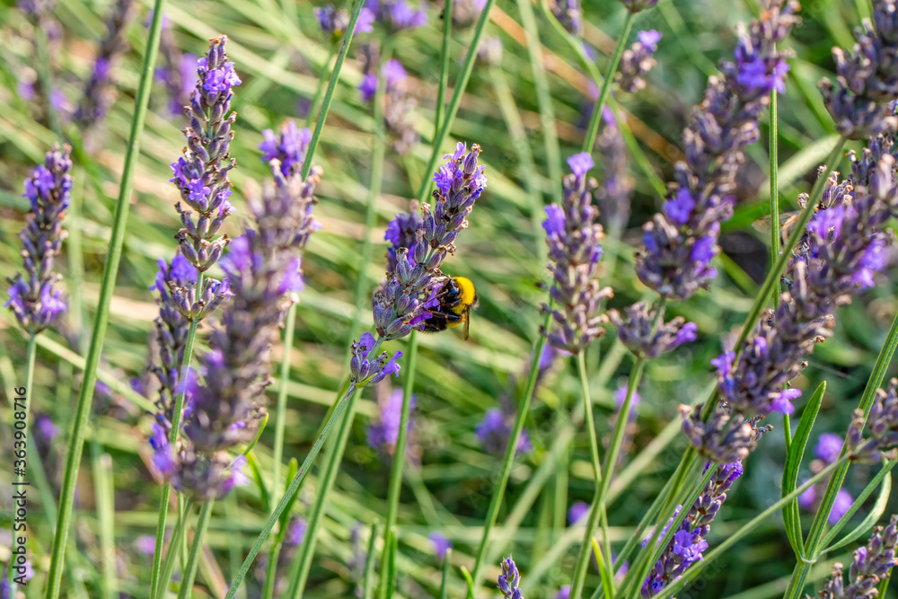 Fototapeta premium Close-Up Of Bumblebee On Lavender Bee pollinating lavender