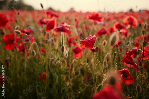 Beautiful summer day. Red poppy field.