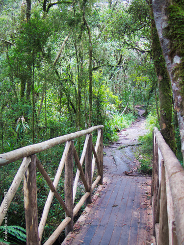 wooden bridge trail in the woods with tropical forest trees