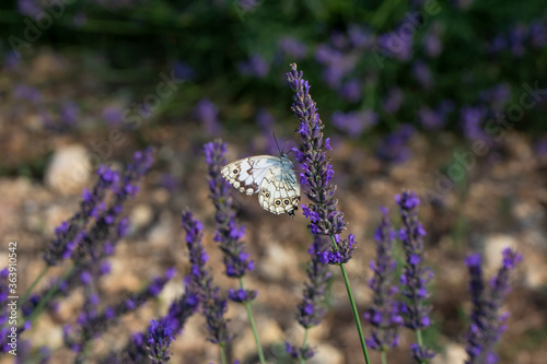 Canvas-taulu Closeup beautiful butterfly sitting on the lavender flower in a summer garden