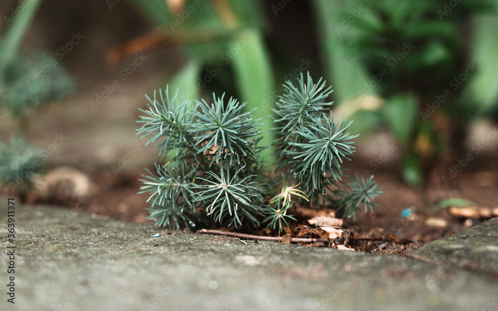 close up of pine needles close up of pine needles