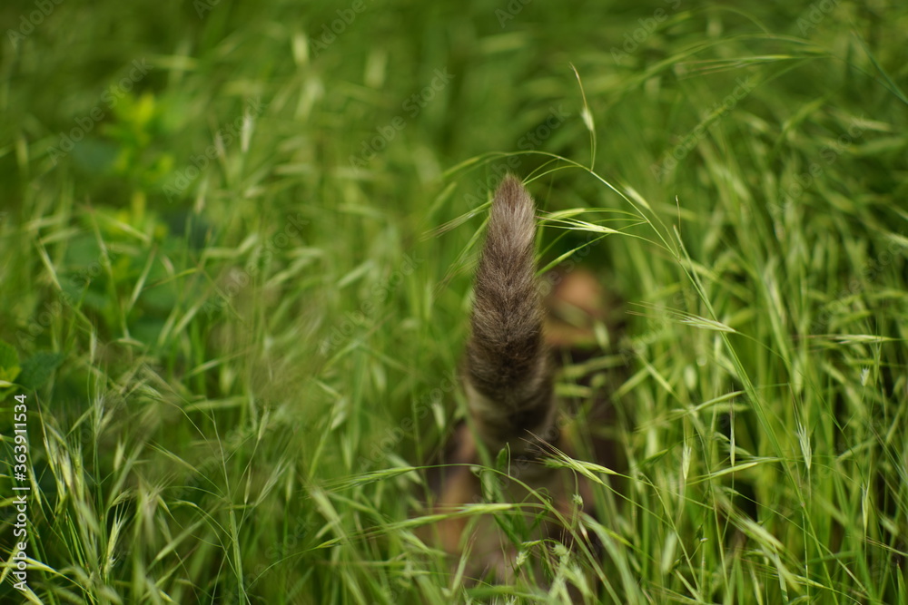 tail of an ash cat in the green grass. tail of an ash cat in the green grass.