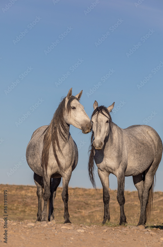 Beautiful Wild Horses in the Utah Desert