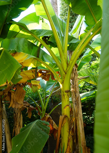 Beautiful view through the dence foliage and big leaves in tropical jungle forest on bright sun