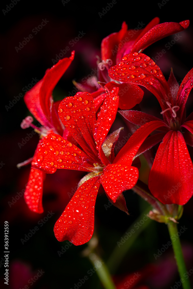 flower flower