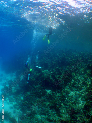 free diving underwater snrokel water blue caribbean sea Venezuela © gustavo