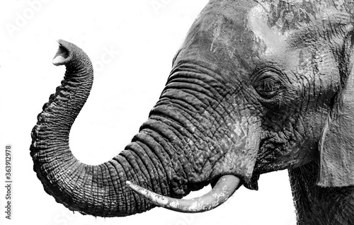 elephant, South Africa, kruger national park, african, mammal, african elephant, Nature, Tourism, Travel, b&w, black and white, ears, environment, ivory, monochrome, national park, pachyderm, trunk, t