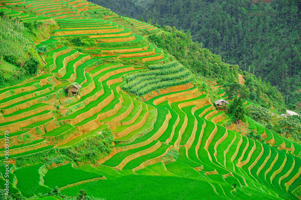 Beautiful terraced rice paddy field and small wooden hut in the middle of the rice field mountain landscape in Mu Cang Chai and SAPA VIETNAM Sunlight and flare background concept. Beautiful terraced rice paddy field and small wooden hut in the middle of the rice field mountain landscape in Mu Cang Chai and SAPA VIETNAM Sunlight and flare background concept.