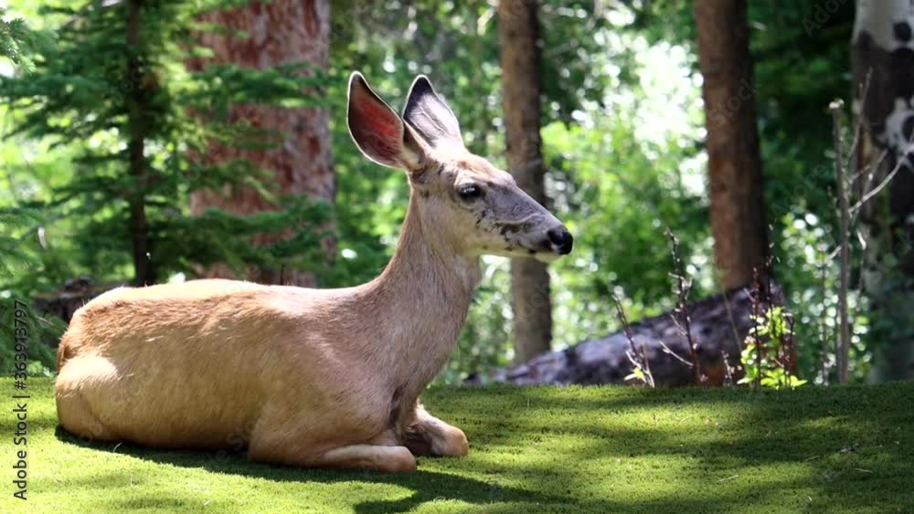 Mule Deer sitting and turning head in slow motion Mule Deer sitting and turning head in slow motion