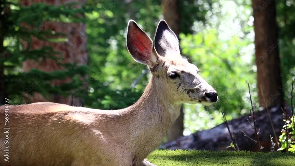 Mule Deer sitting and turning head, close up Mule Deer sitting and turning head, close up