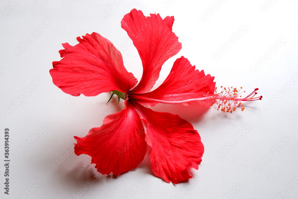red Hibiscus flower on white background