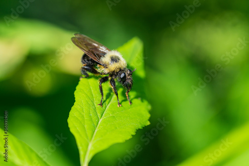 Bee Like Robber Fly on Leaf photo