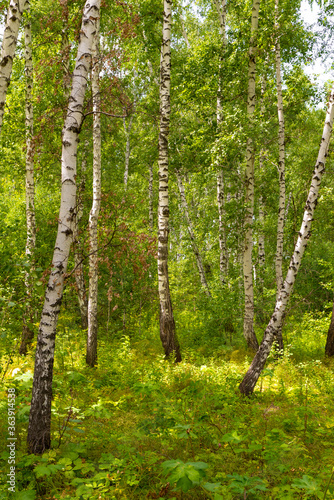 Birch forest  grove  white trunks  bright green summer foliage and grass.
