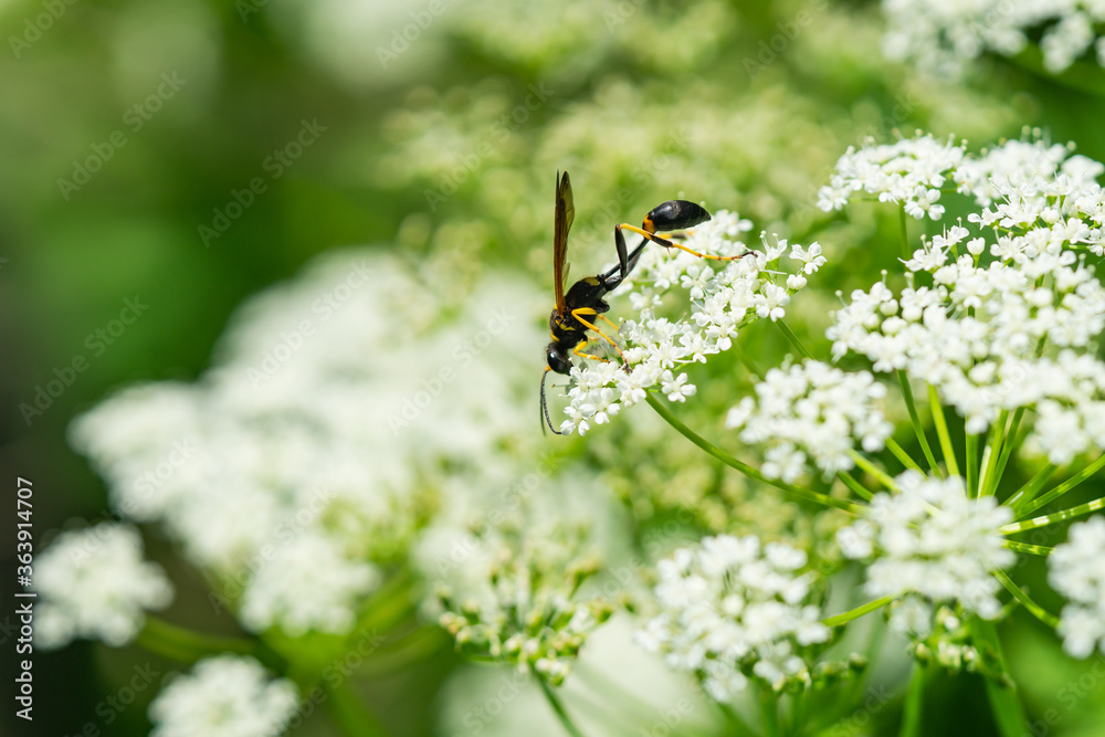 Black and Yellow Mud Dauber Wasp on Ground Elder Flowers Black and Yellow Mud Dauber Wasp on Ground Elder Flowers