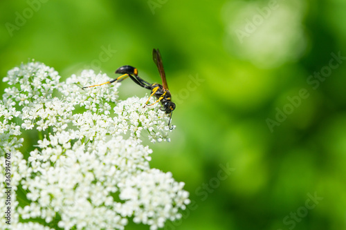 Black and Yellow Mud Dauber Wasp on Ground Elder Flowers