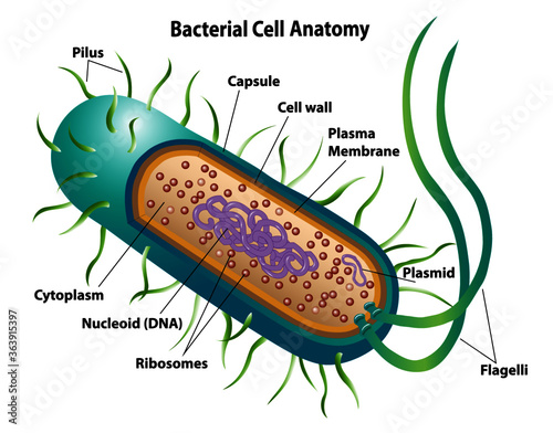 Bacterial cell anatomy labeling structures on a bacillus cell with nucleoid DNA and ribosomes. External structures include the capsule, pili, and flagellum. 