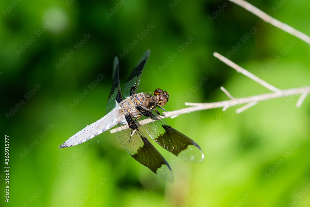 Common Whitetail Dragonfly in Springtime Common Whitetail Dragonfly in Springtime