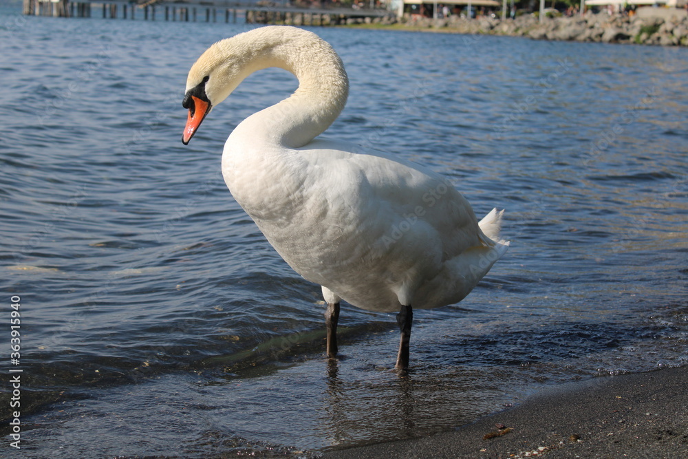 swan on lake with blue lake water in background swan on lake with blue lake water in background