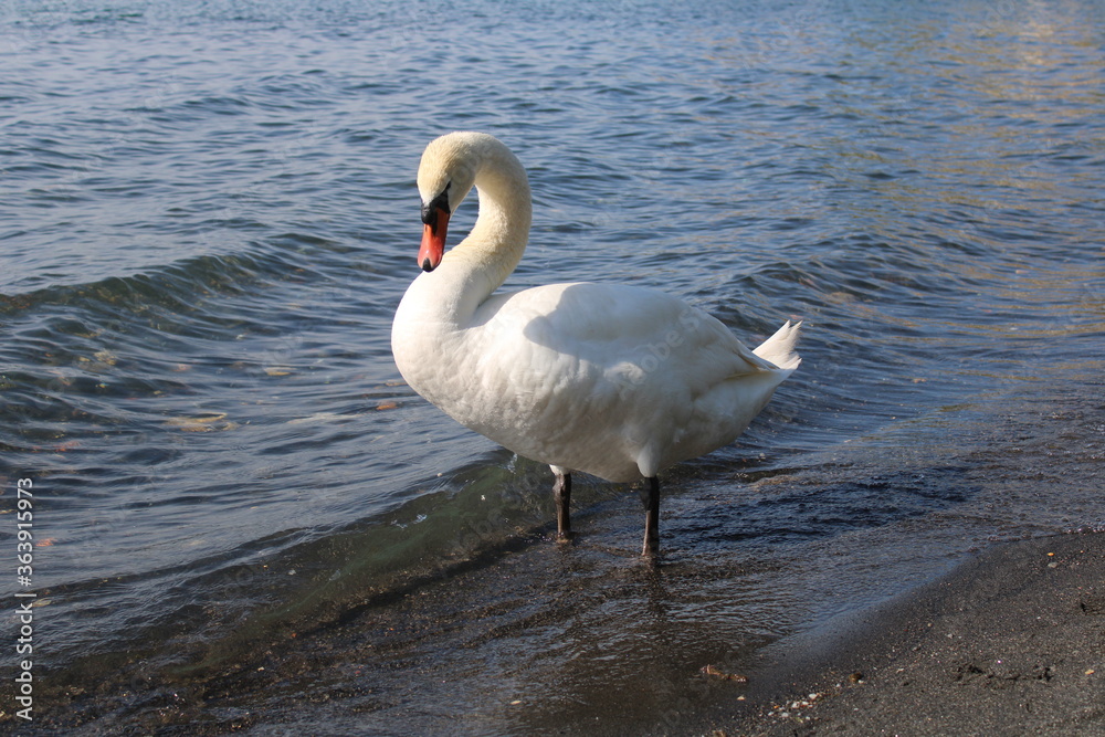 swan on lake with blue lake water in background swan on lake with blue lake water in background