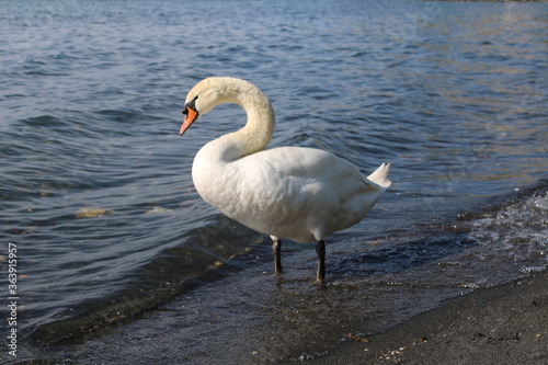 swan on lake with blue lake water in background
