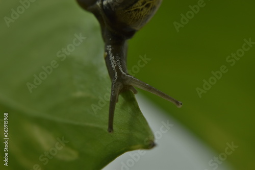 A closeup photograph of a Snail.