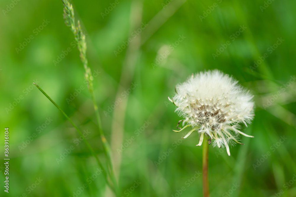 Dandelion Seed Head Opening in Springtime