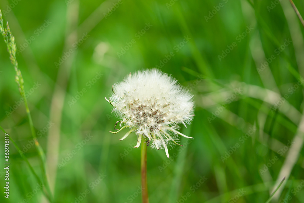 Dandelion Seed Head Opening in Springtime Dandelion Seed Head Opening in Springtime