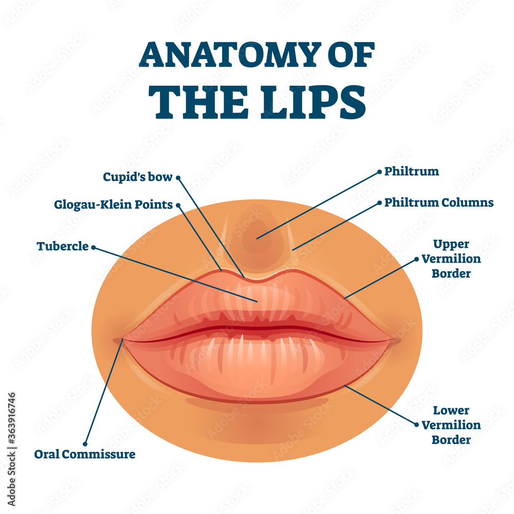 Labiod Plakát Anatomy of lips with detailed labeled parts description vector ...