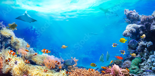 Fototapeta Naklejka Na Ścianę i Meble -  Panoramic view of the coral reef. Animals of the underwater sea world. Ecosystem. Colorful tropical fish. 