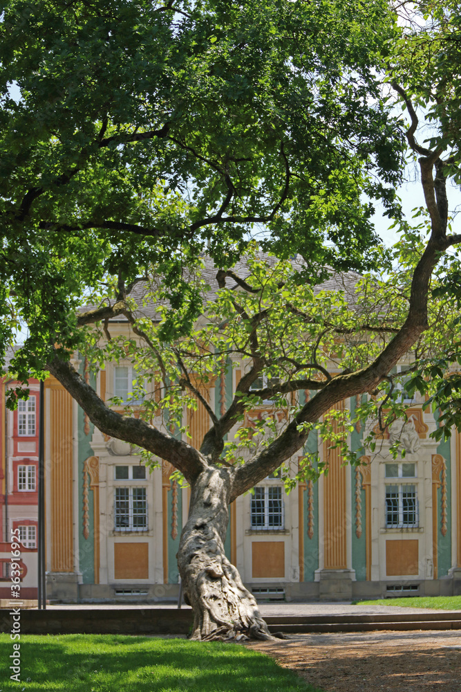 Obraz premium Kletter-Baum