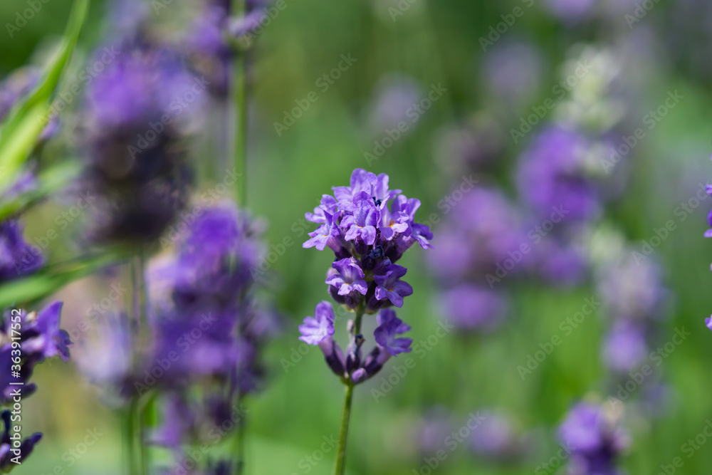 Lavender Flowers in Bloom in Summer Lavender Flowers in Bloom in Summer