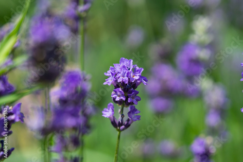 Lavender Flowers in Bloom in Summer