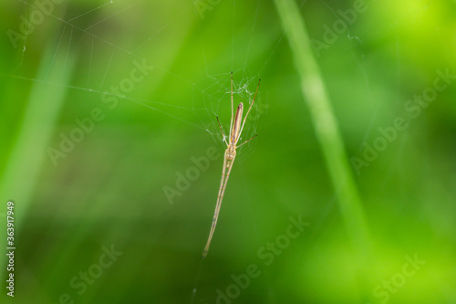 Long Jawed Orb Weaver Spider on Web © Erik