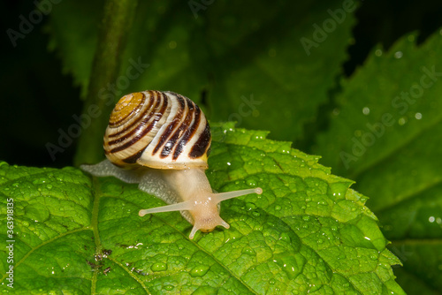 The white-lipped snail or garden banded snail, scientific name Cepaea hortensis, is a medium-sized species of air-breathing land snail, a terrestrial pulmonate gastropod mollusc in the family Helicida photo