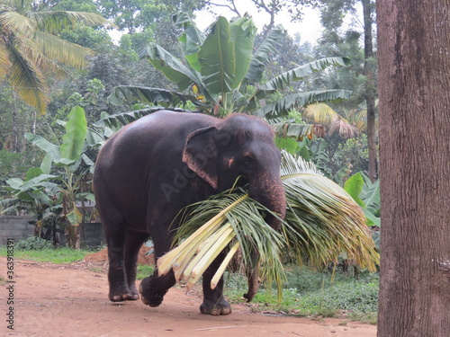 Canvas Print éléphant