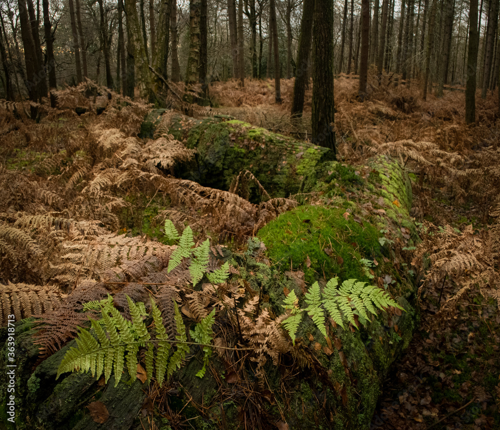 Fototapeta premium fern in the forest