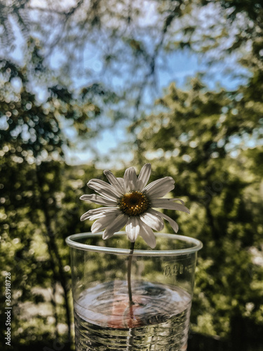 camomile in a plastic cup on a background of nature
