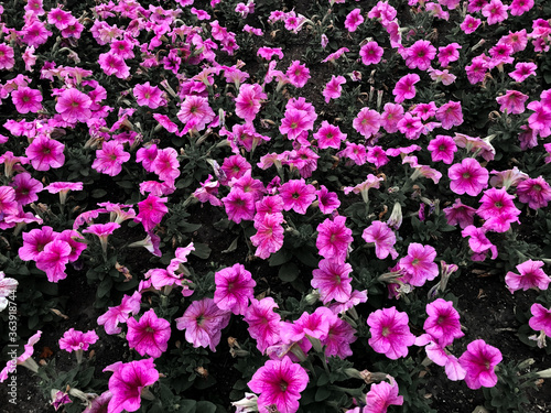 avenue of pink flowers in the park