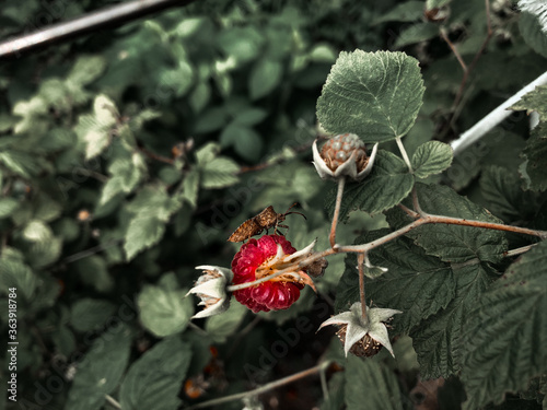 raspberry plant with large leaves and berries