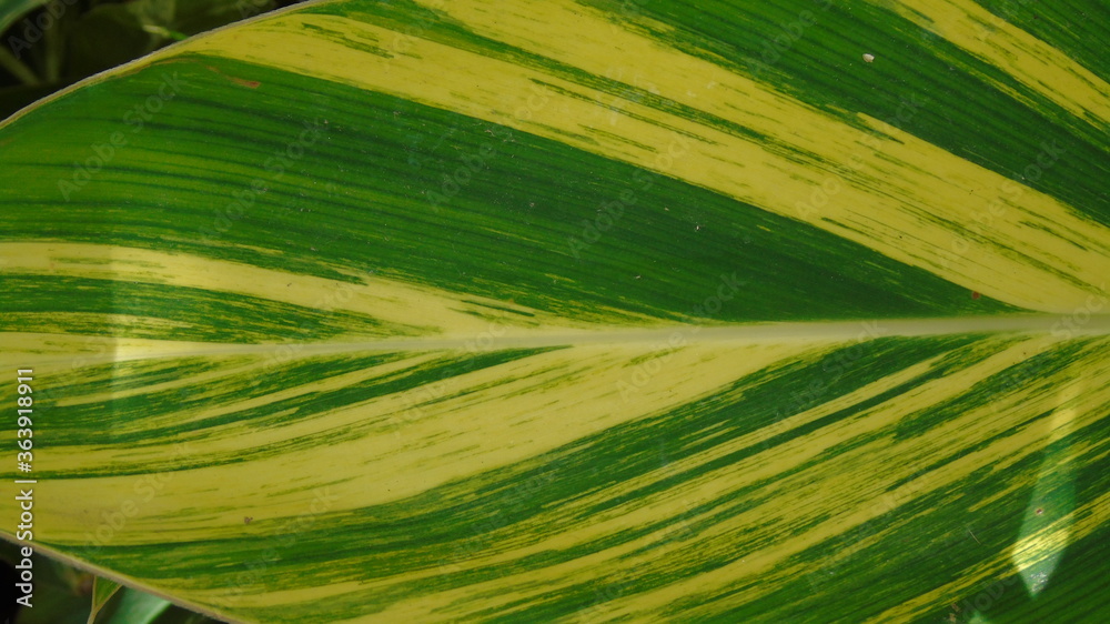 Naklejka premium green field of corn