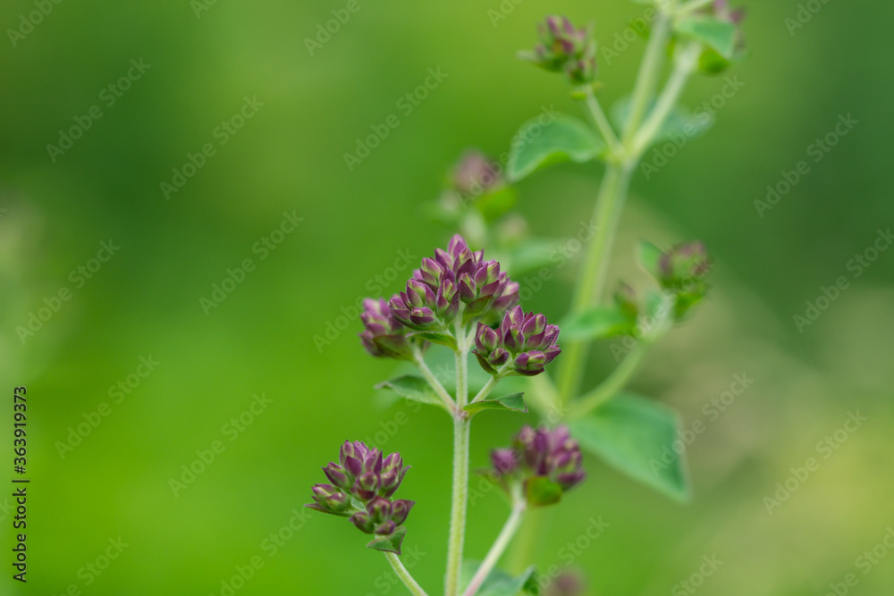 Oregano Flower Buds in Summer